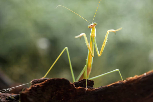 istock All About Spesies of Mantis Story 1491662233