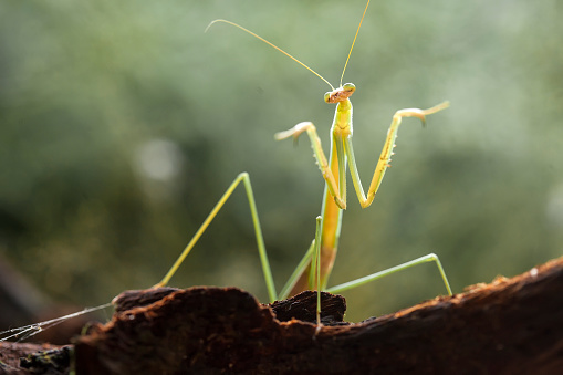 Mantis are Beautiful and unique animal, life behind leaves and eating little  insect
