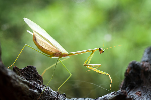 Mantis are Beautiful and unique animal, life behind leaves and eating little  insect