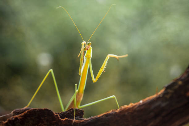 istock All About Spesies of Mantis Story 1491662333