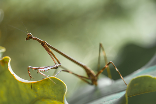 Hierodula transcaucasica - an invasive species of mantis in Ukraine on the needles of a Christmas tree against the sky, Odessa