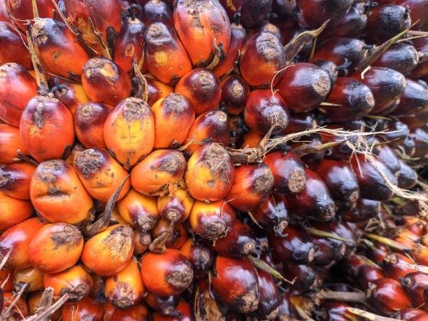 istock Fresh oil palm fruit after harvest 1491662649