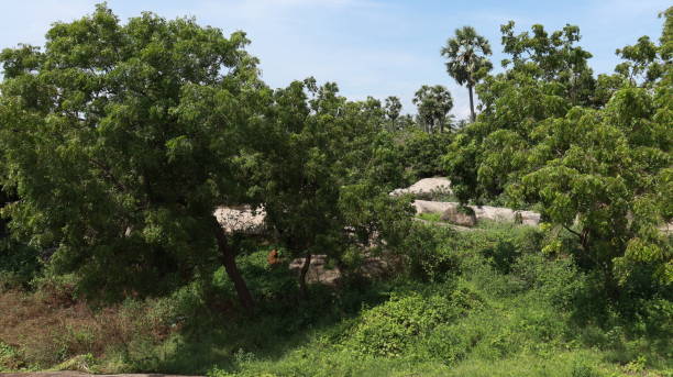 The greenery is beautiful to look at and the natural trees