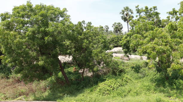istock The greenery is beautiful to look at and the natural trees 1491663423