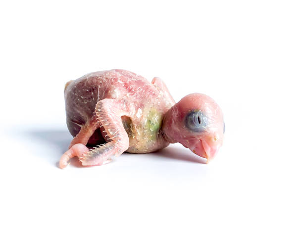 istock New born Forpus parrot bird on the white background 1491663470