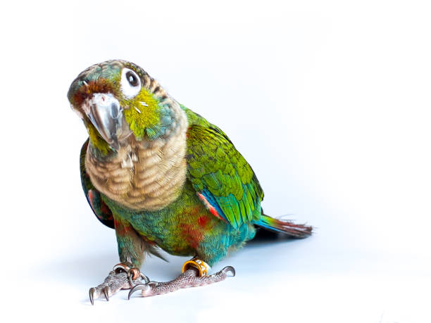 istock Crimson bellied conure parrot in the white background 1491663477