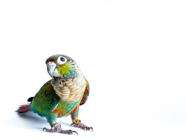 istock Crimson bellied conure parrot in the white background 1491663483