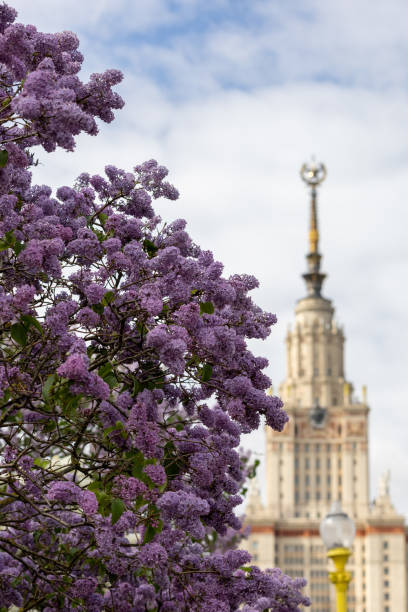 istock Blooming lilac against the sky 1491663664