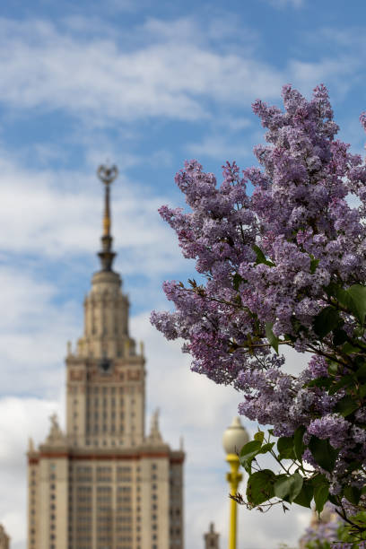 istock Blooming lilac against the sky 1491663765