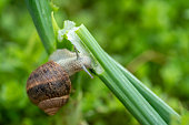The garden snail is feeding