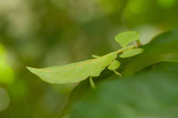 istock Species mantis from borneo island 1491664121