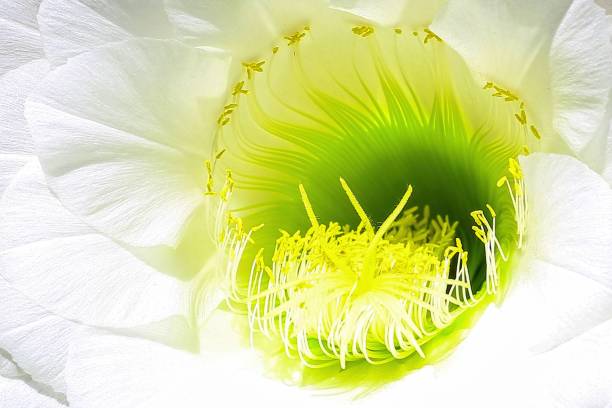 gros plan d’une fleur de cactus hérisson - cactus hedgehog cactus close up macro photos et images de collection