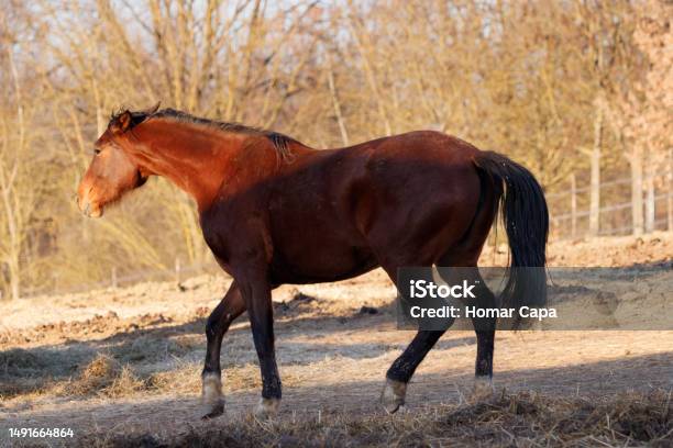 Marrone Horse Galloping And Posing Stock Photo - Download Image Now - Agriculture, Animal, Beauty