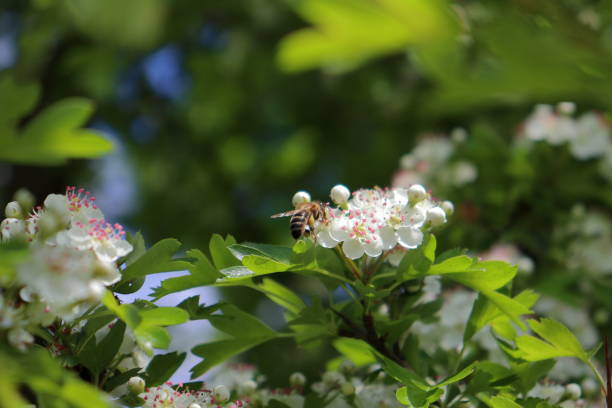common hawthorn (crataegus monogyna) flowers with pollinator bee closeup - hawthorn flower single flower spring imagens e fotografias de stock