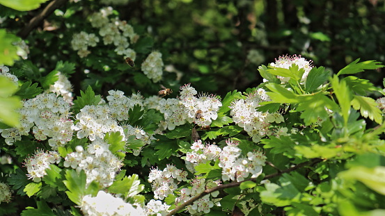 Crataegus monogyna wild flowering plant abloom closeup with multiple pollinator insects. Medicinal plant image in nature.