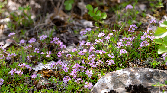 Flowering Thymus serpyllum or wild thyme in Dalmatia (Croatia).