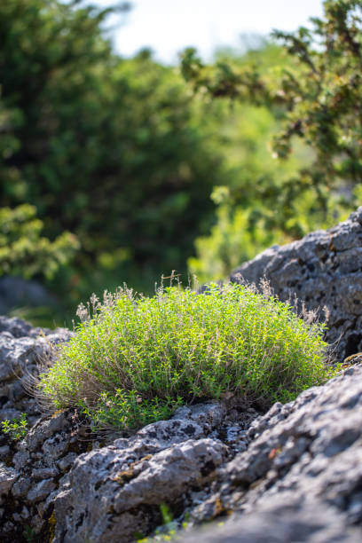 wild thyme in its natural environment - scented non urban scene spring dirt imagens e fotografias de stock