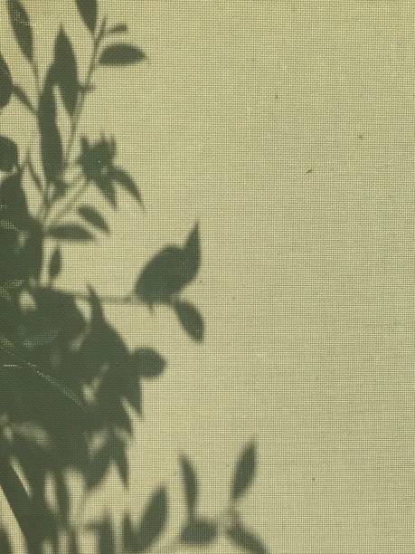 istock Shadow of leaves on fabric curtain 1491665207