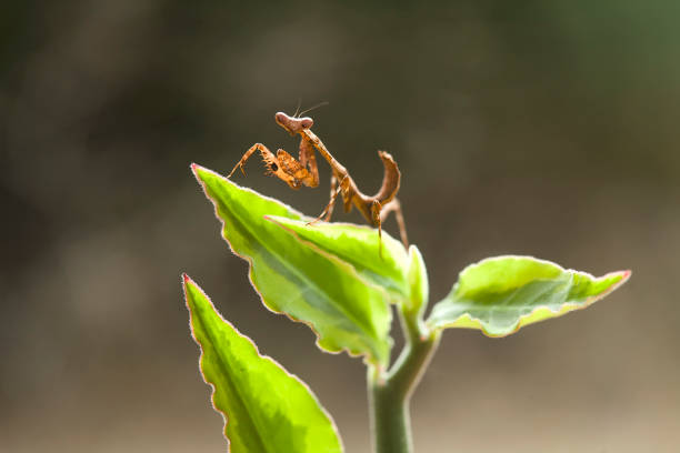 istock Species mantis from borneo island 1491665291