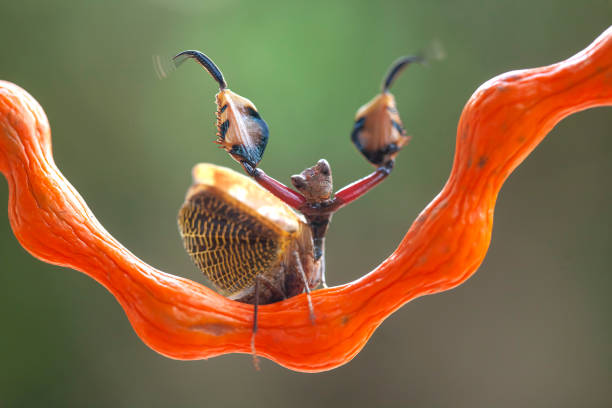 istock Species mantis from borneo island 1491665347