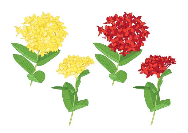 Vector illustration of needle flower yellow and red on white background illustration vector