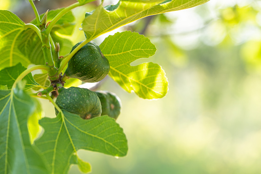 Green figs and young shoots on a fig tree isolated on blurred background.