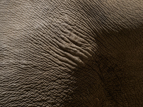 Close-up of wrinkly and dirty elephant skin