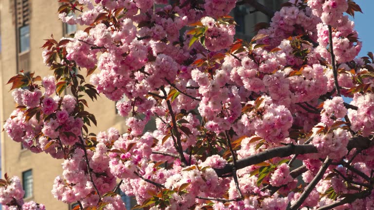 Central Park adorned with the delicate elegance of sakura blossoms in spring