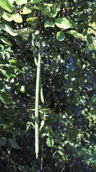 Jungle Fruit Slender Pods. with greenry backrounds.(Cassia sieberiana)