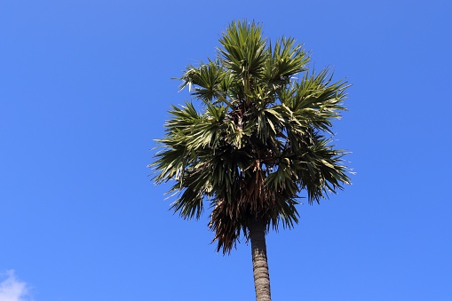 Green evergreen palm tree. Against the backdrop of blue sky.