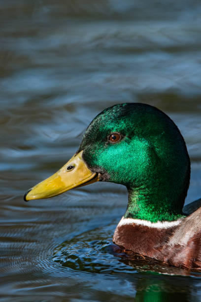 istock Photo of a duck in a park 1491668743