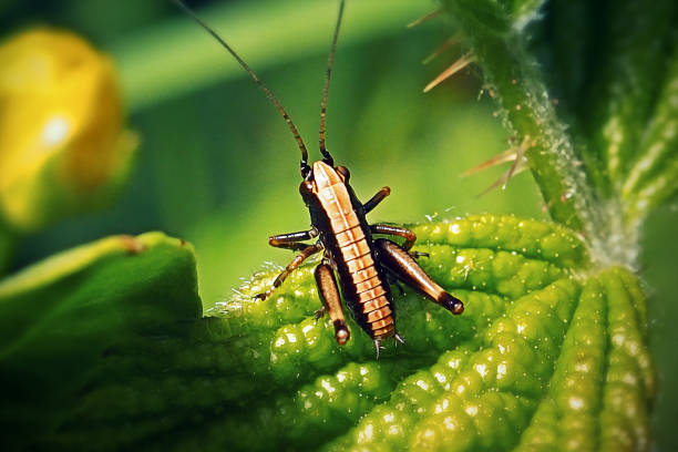 istock Pholidoptera griseoaptera Dark Bush-Cricket Nymph Insect 1491668888