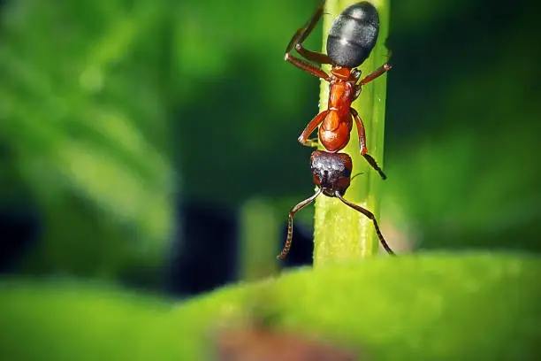 Photo of Formica rufa Red Wood Ant Insect