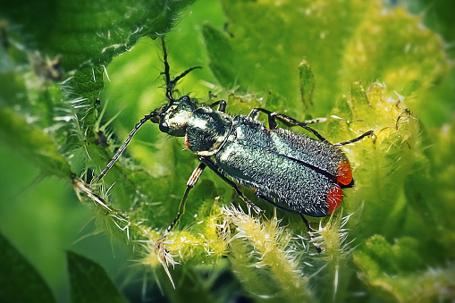 Malachius bipustulatus Malachite Beetle Insect. Digitally Enhanced Photograph.