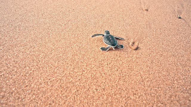 baby sea turtle crawling on the sand