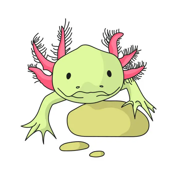 Vector illustration of Mexicanum axolotl - animal illustration