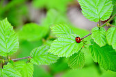 A ladybug sits on a leaf in the woods, copy space
