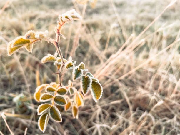 Horizontal closeup photo of frost covered grasses and a small uncultivated wild Rose with frost lined leaves, growing on a farm paddock near Armidale, New England high country, NSW, in Autumn.