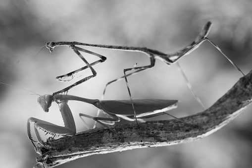 A praying mantis from the front.