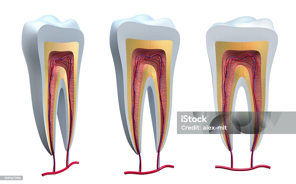 Анатомия здоровые зубы в детали. - Стоковые фото 3D сканирование роялти-фри