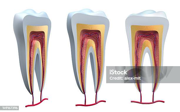 Анатомия Здоровые Зубы В Детали — стоковые фотографии и другие картинки 3D сканирование - 3D сканирование, Анатомия, Белый
