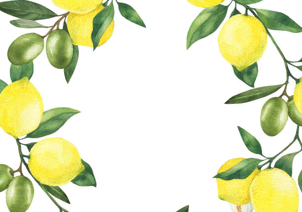 istock Lemons with leaves and olives hand drawn watercolor illustration. Lemon frame isolated on white 1491675982