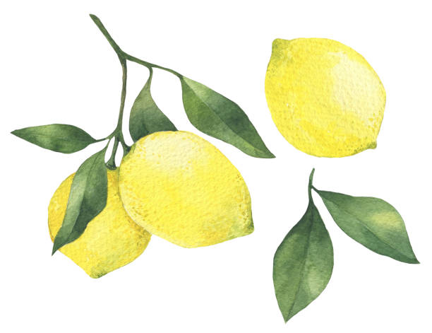 istock Lemon branch with leaves hand drawn watercolor illustration. Isolated on white 1491675987