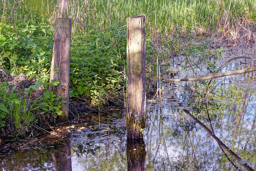 two old gray wooden poles stand in the ground and water among the green vegetation on the shore near the swamp