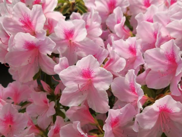 istock VH560-000 Azalea1.JPG 1491676583