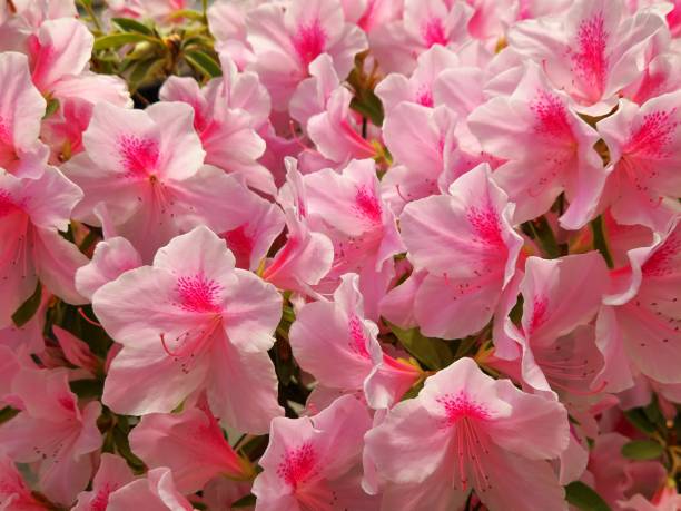istock VH560-000 Azalea1.JPG 1491676584