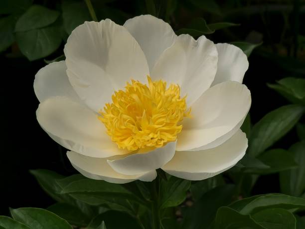 istock VH560-000 Peony1.JPG 1491676586