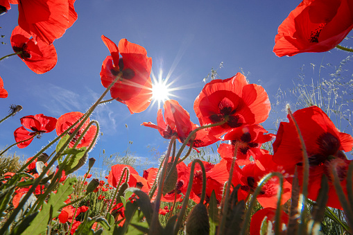 Poppies photographed towards the sky and sun, with sun star