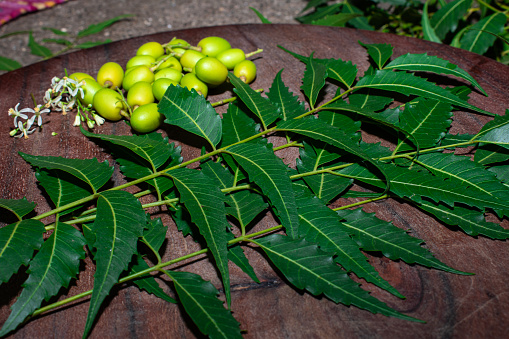 Neem or azadirachta indica leaves and fruits on wooden table background, herbal Neem leaves