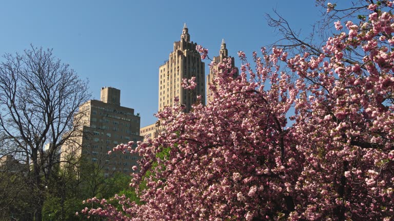 Joyful celebration of sakura blooms in Central Park, symbol of renewal